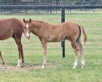 Storyteler x June Bug Jam colt