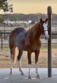 N High Cotton