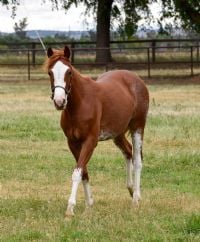 Badboonarising X<br>June Bug Jam